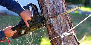 Best Arborist Consultation Services  in Lopezville, TX
