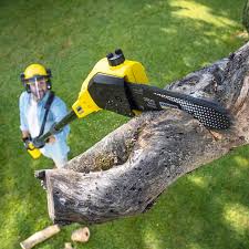 Best Lawn Renovation and Restoration  in Lopezville, TX
