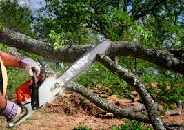 Best Storm Damage Tree Cleanup  in Lopezville, TX
