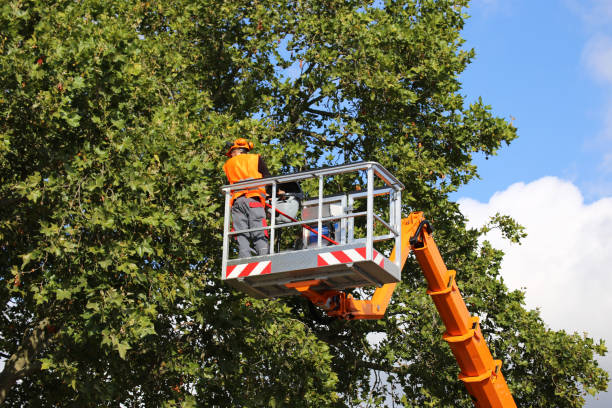 Best Tree Mulching  in Lopezville, TX
