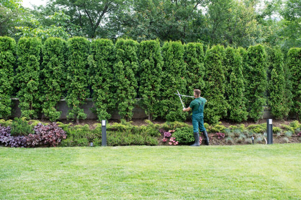 Best Commercial Tree Services  in Lopezville, TX