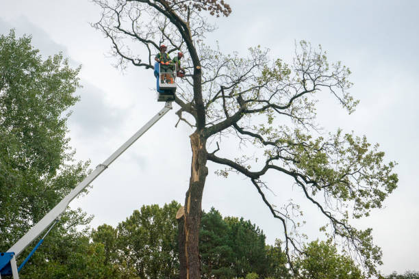  Lopezville, TX Tree Removal Pros