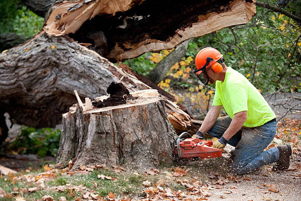 Professional Tree Removal in Lopezville, TX