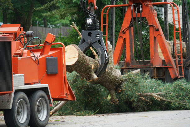 Best Lawn Grading and Leveling  in Lopezville, TX