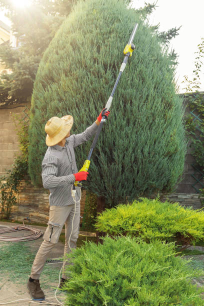 Best Tree Health Inspection  in Lopezville, TX