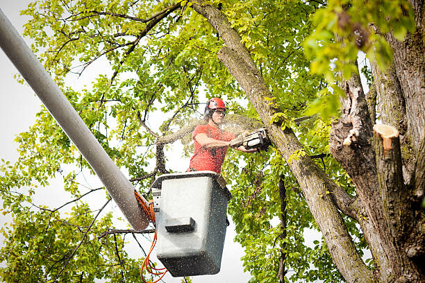 Best Tree Trimming and Pruning  in Lopezville, TX
