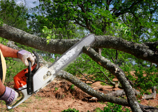 Best Utility Line Clearance  in Lopezville, TX